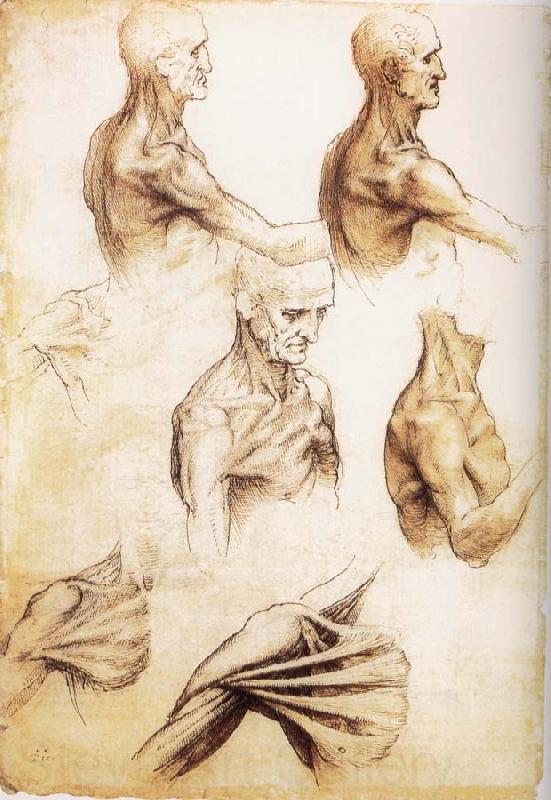 LEONARDO da Vinci Waiter flat anatomy of the shoulder